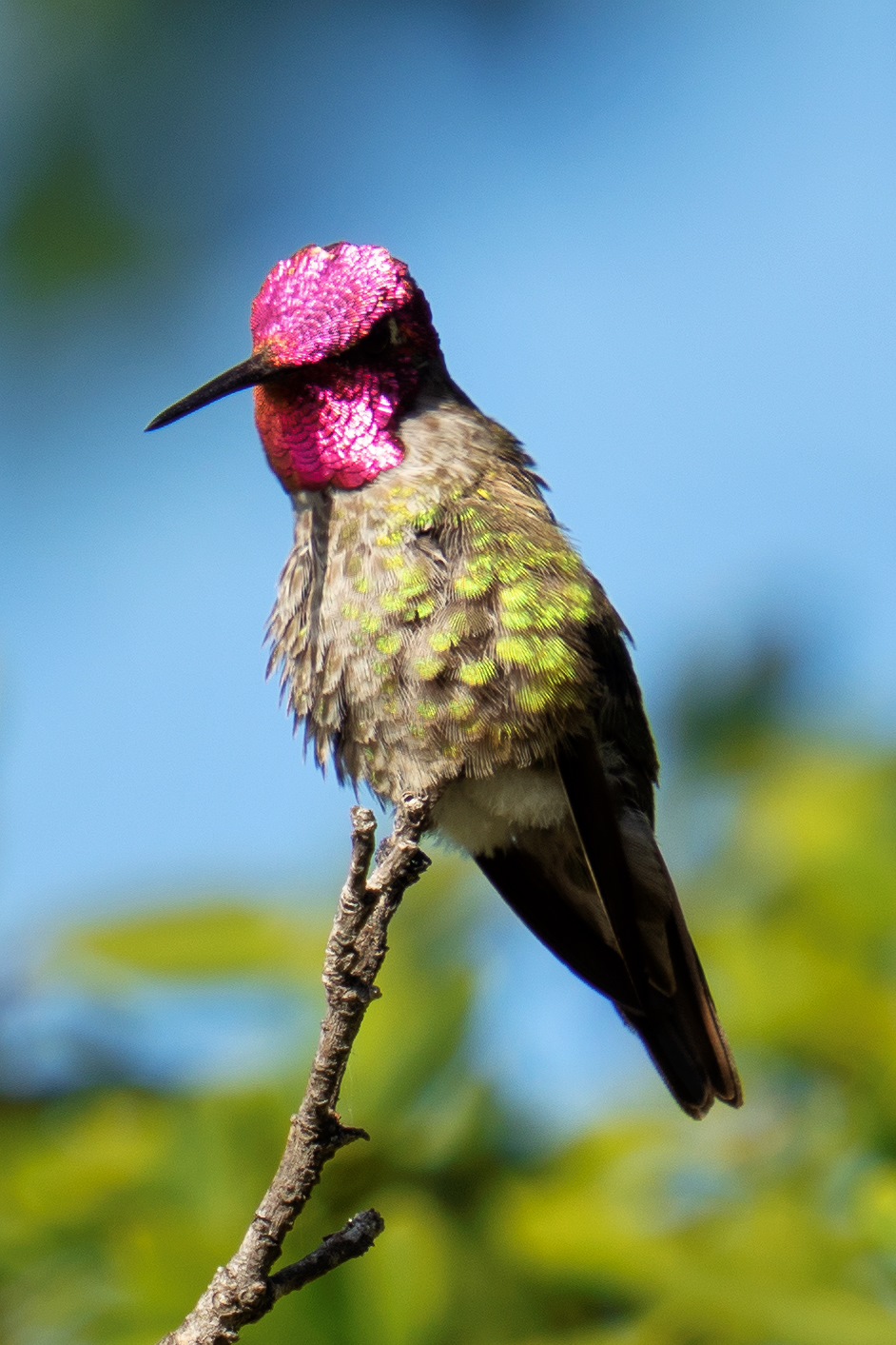 Male Anna’s Hummingbirds