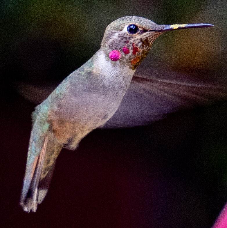 Hybrid Anna’s-Allen’s Hummingbird