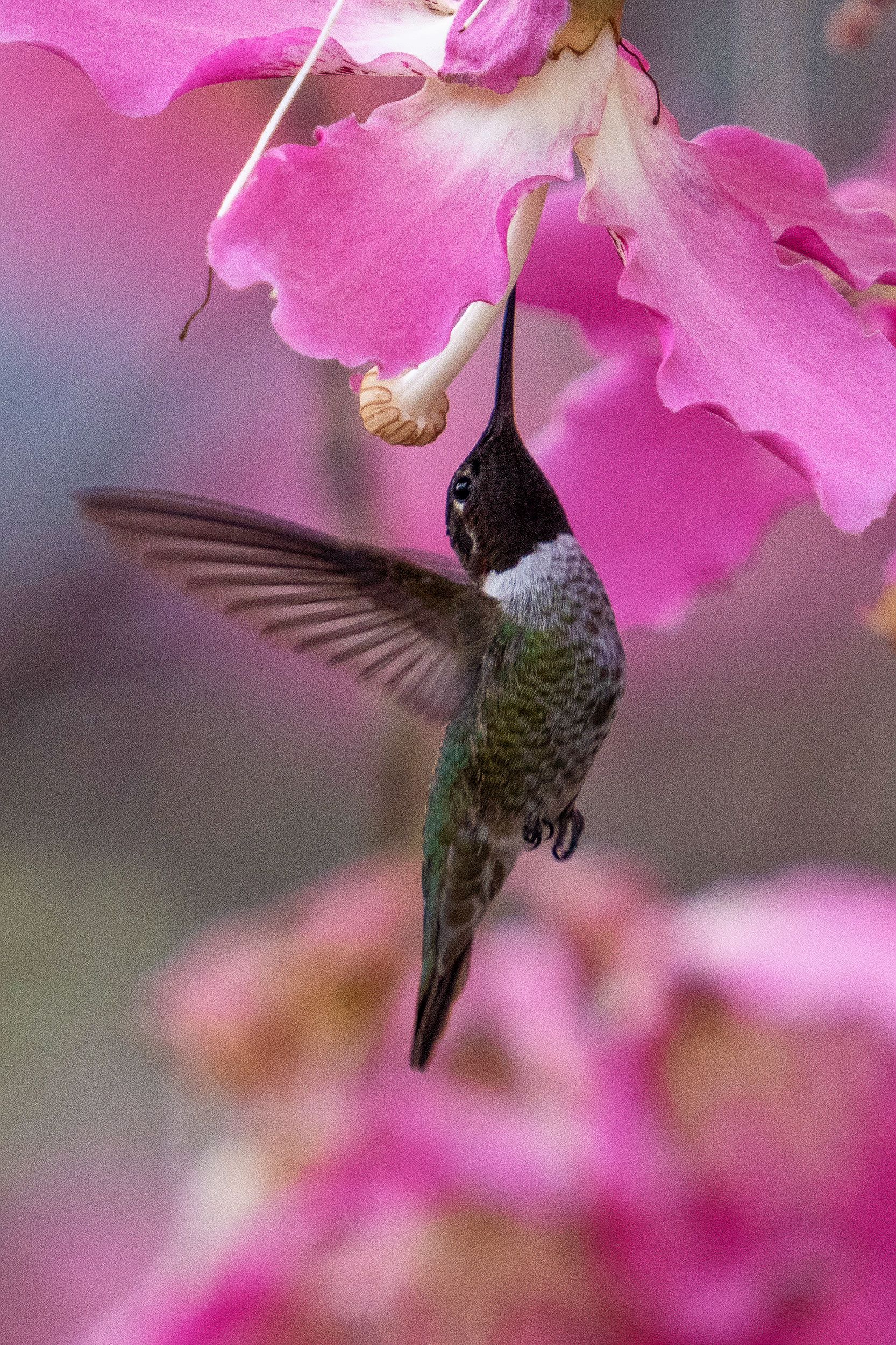 Hummingbirds on silk floss tree